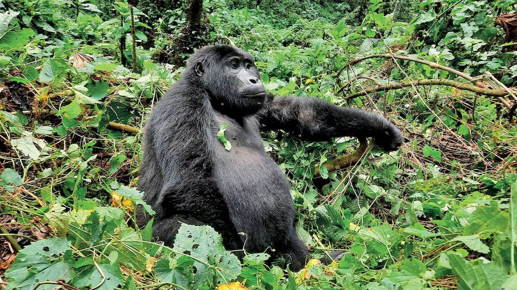 Za gorilami do Ugandy: S Markem Ždánským o první výpravě po covidu